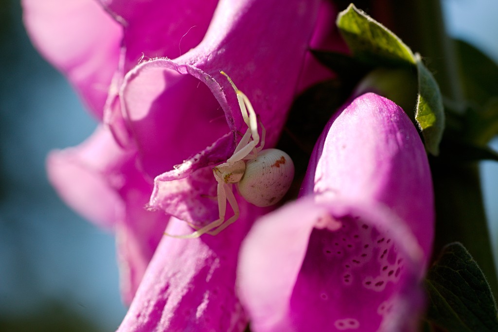 kalmhoutese heide hei hdr natuurgebied natuur landschap natuurpark natuurreservaat wandelen heidegebied bossen vennen